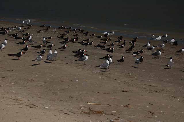 black skimmers and laughing gulls